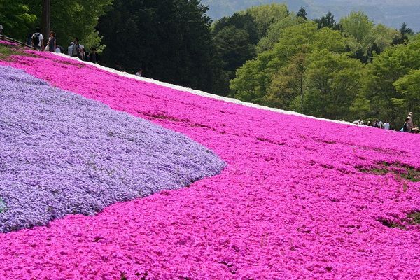 Цветение флокса шиловидного в Японии