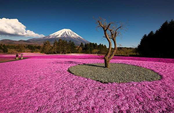 Цветение флокса шиловидного в Японии