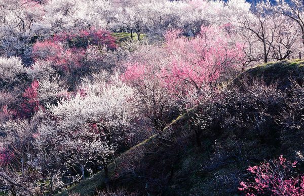 цветение сакуры в Японии