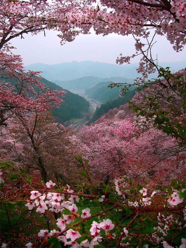 цветение сакуры в Японии