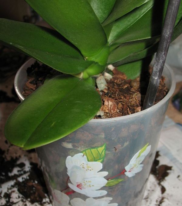 пересадка орхидеи