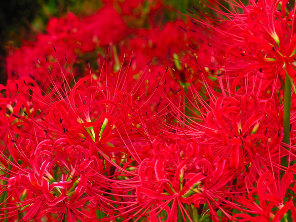 цветение хибангана в Японии