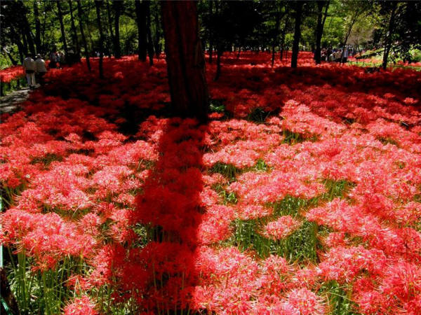цветение ликориса в Японии