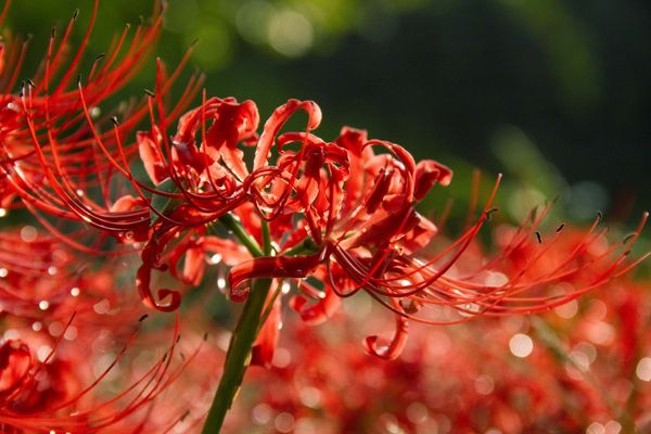 цветение ликориса