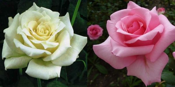Чайно-гибридные розы Карина и Белая звезда