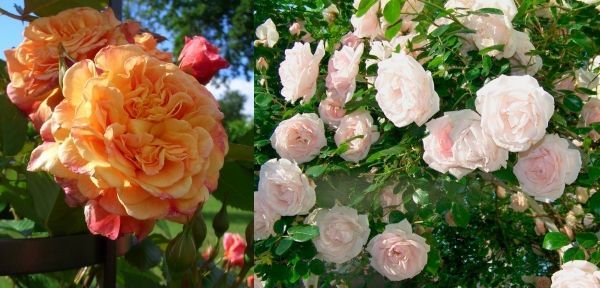 Плетистые розы Алоха и новая заря