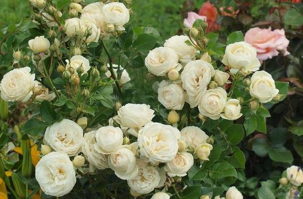 кустарниковая роза сорт Артемис