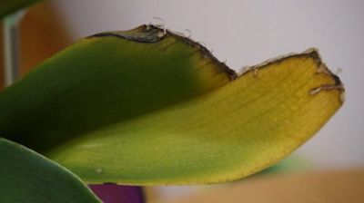 орхидея желтеют листья