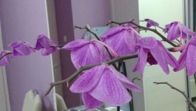 орхидея вянут цветки