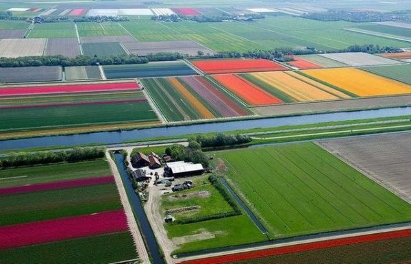поле тюльпанов