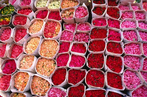 фестиваль роз в Марокко