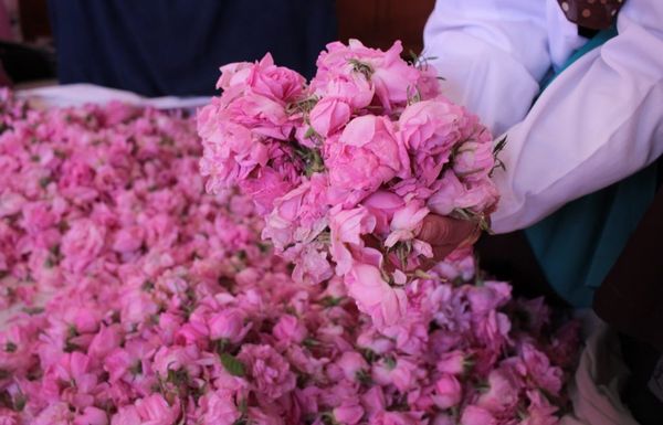 фестиваль роз в Марокко