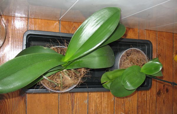 как правильно поливать орхидею