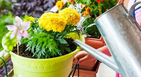 полив домашних растений