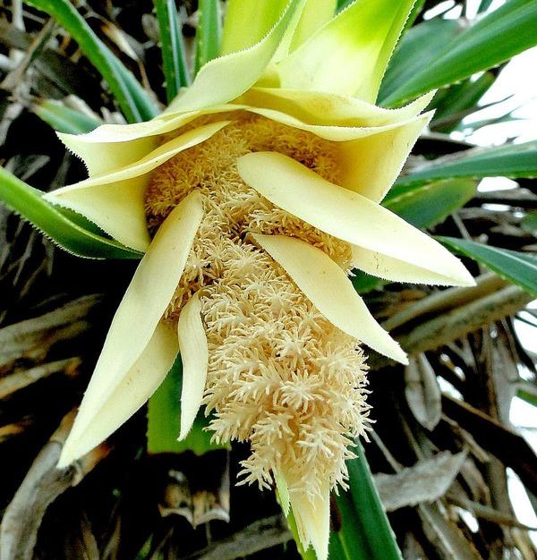 цветок пандануса