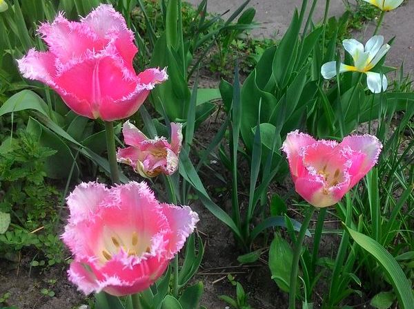 бахромчатые тюльпаны