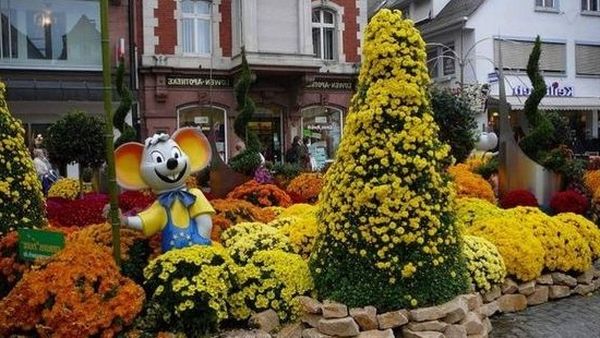 фестиваль хризантем в Германии
