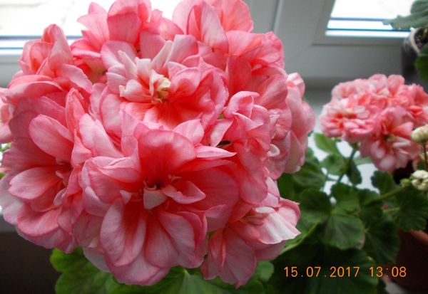 коллекция цветов Тамары Власовой