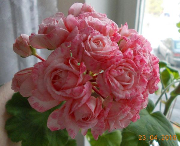 коллекция цветов Тамары Власовой