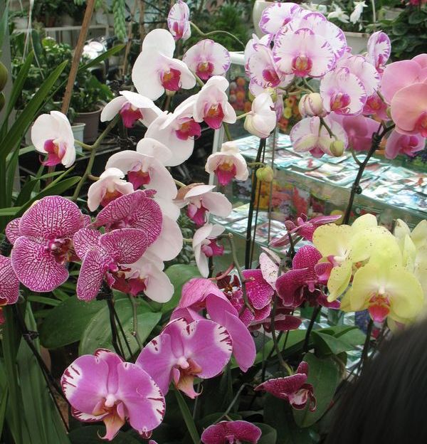 орхидеи из далата
