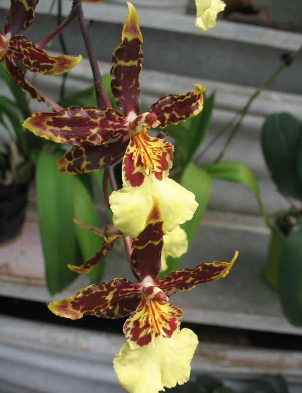 орхидеи из далата