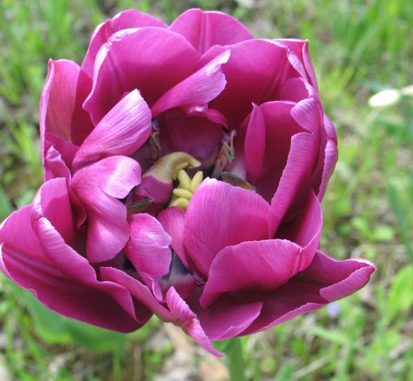 виды тюльпанов