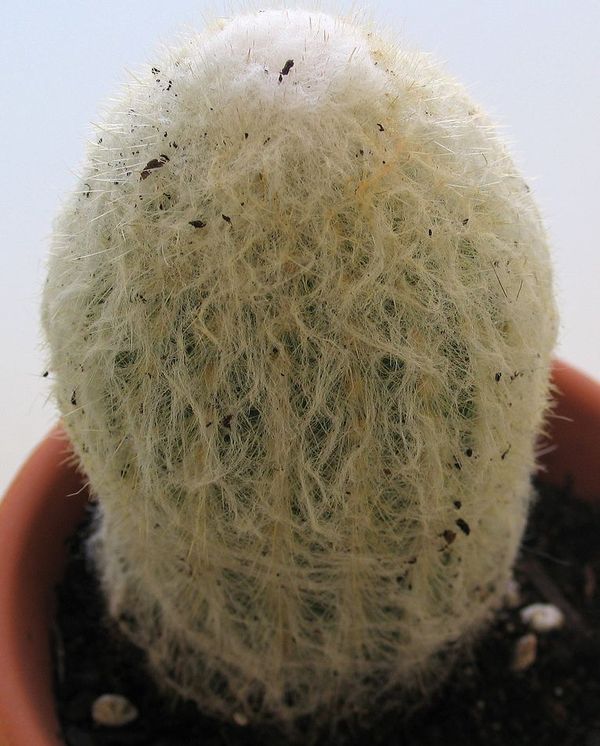 Пушистый кактус виды волосатых или мохнатых кактусов Эспостоа и правила ухода за цветком с пухом 27 фото