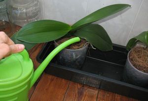 полив орхидеи - миниатюра
